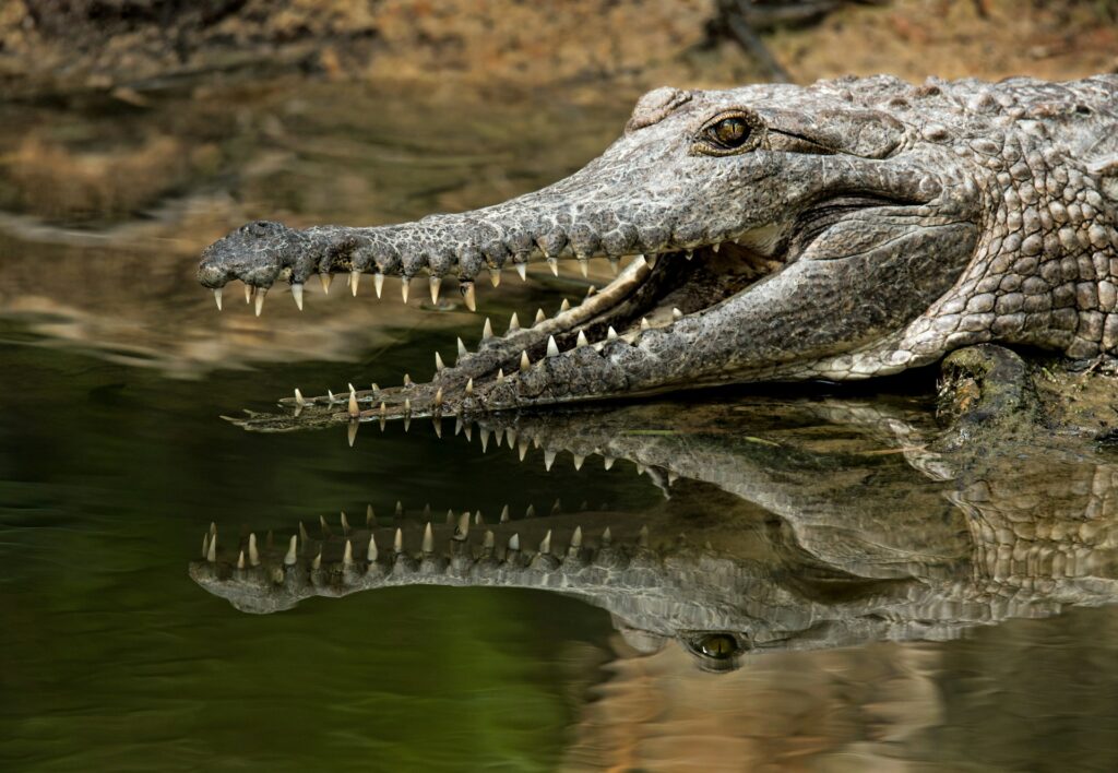 A crocodile with its mouth wide open, displaying sharp teeth against a natural background.