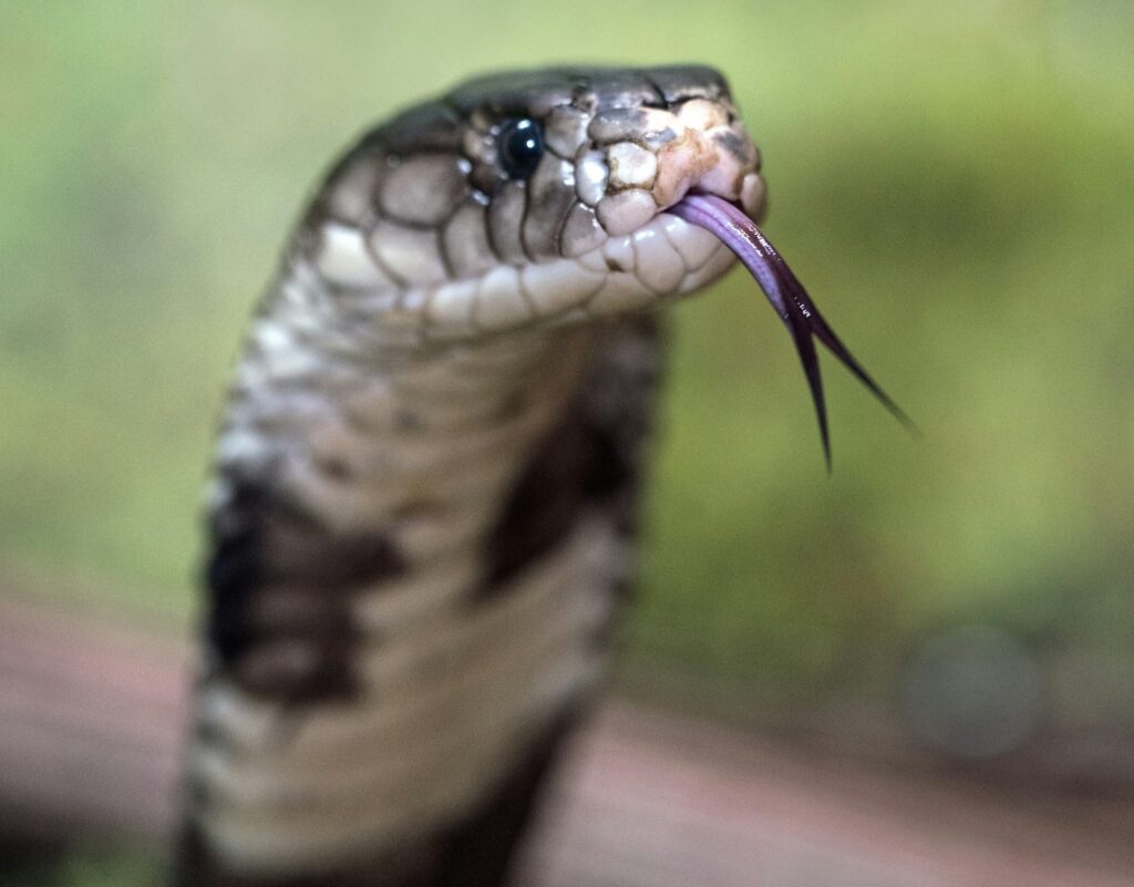 A close-up of a snake with its mouth open, showcasing its fangs and forked tongue against a blurred natural background.