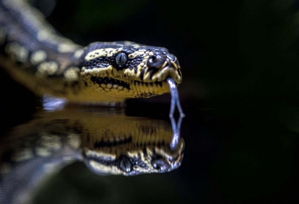 A snake with its head above water, gliding smoothly, showcasing its sleek body and vibrant scales.