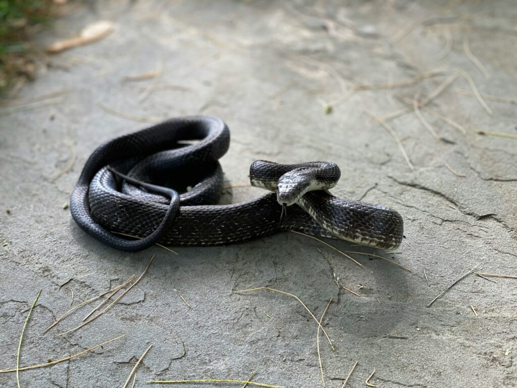 A black snake is coiled on the ground, blending into its surroundings with a sleek, shiny appearance.