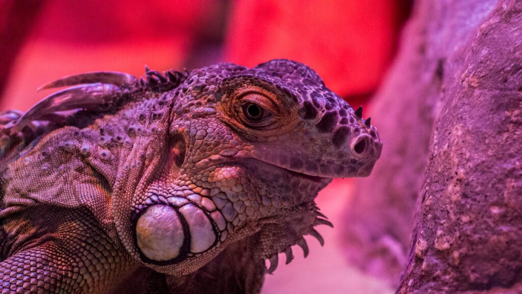 A curious iguana gazes directly at the camera, showcasing its vibrant green scales and attentive expression.