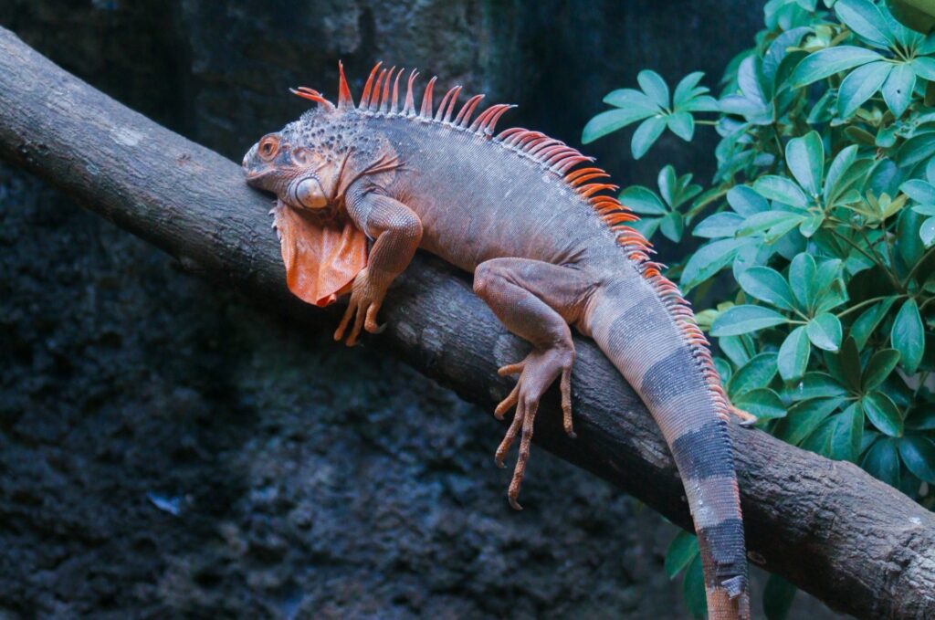 An iguana perched on a branch, blending with its surroundings in a lush green environment.