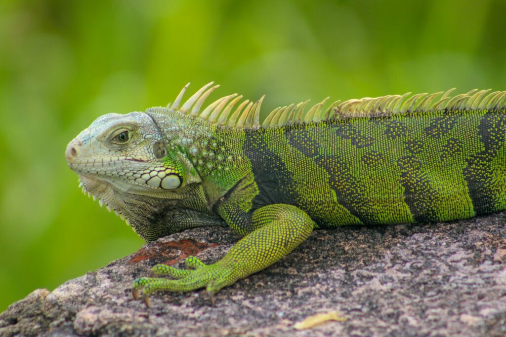 An iguana perched on a rock surrounded by lush green grass, basking in the sunlight.