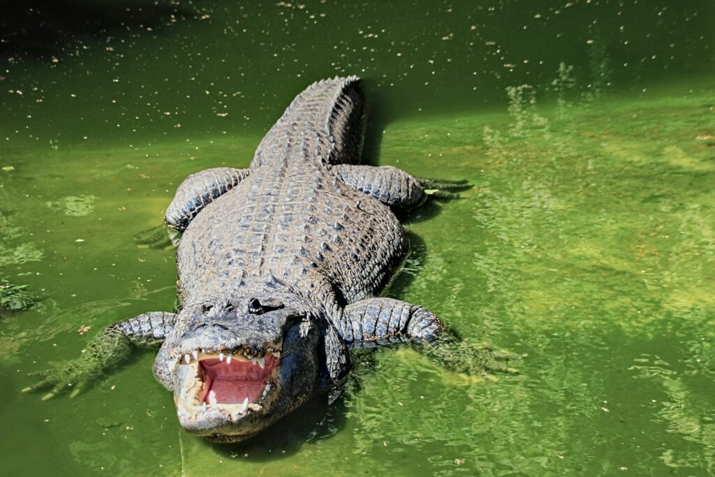 A large alligator floats calmly in murky green water, partially submerged with only its eyes and snout visible.