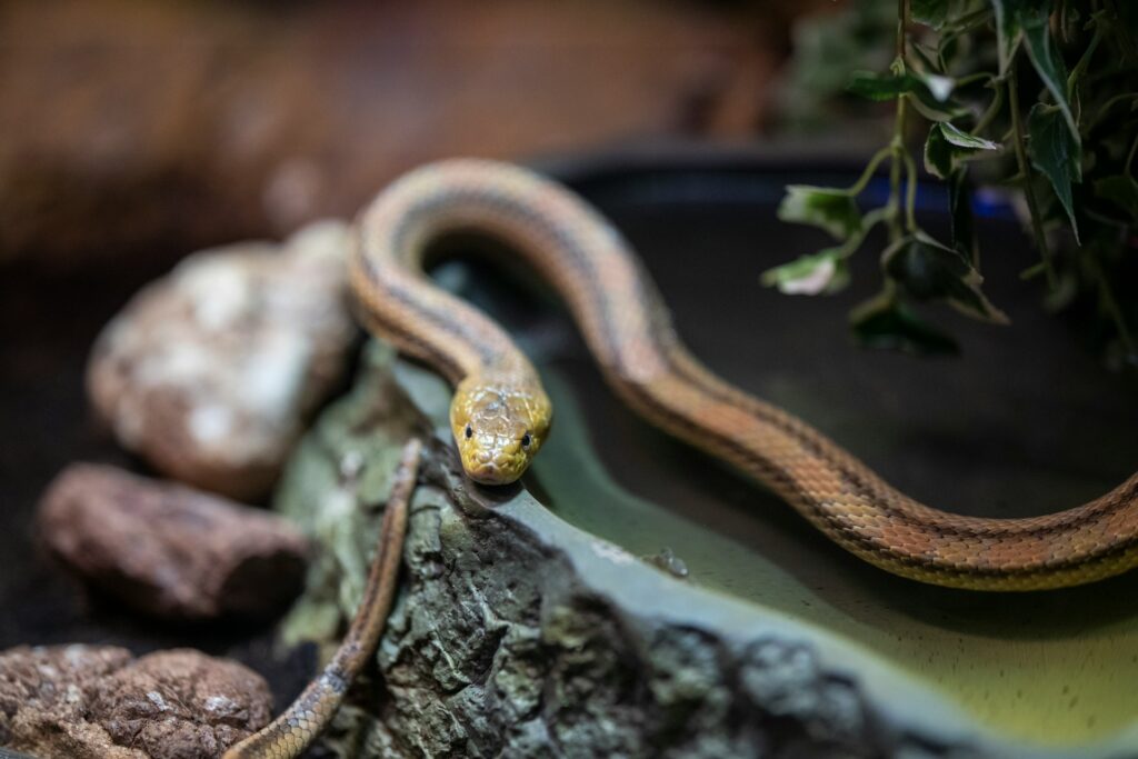 A snake rests on a rock inside a shallow bowl, showcasing its smooth scales and relaxed posture.