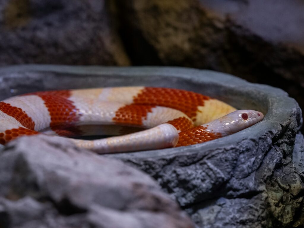 A red and white snake coiled comfortably inside a decorative bowl, showcasing its vibrant colors and smooth scales.