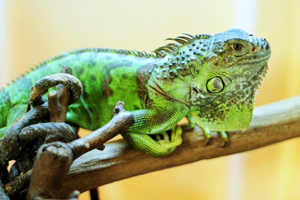 An iguana on a branch, displaying its distinctive features in a serene outdoor environment.