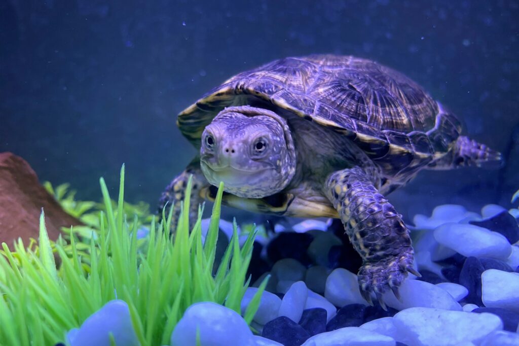 A turtle swims in an aquarium surrounded by rocks and lush green plants, creating a serene underwater habitat.
