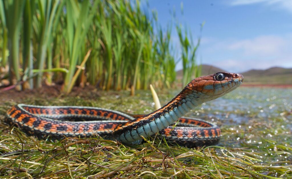 A snake rests on the grass beside a body of water, blending into the natural surroundings.