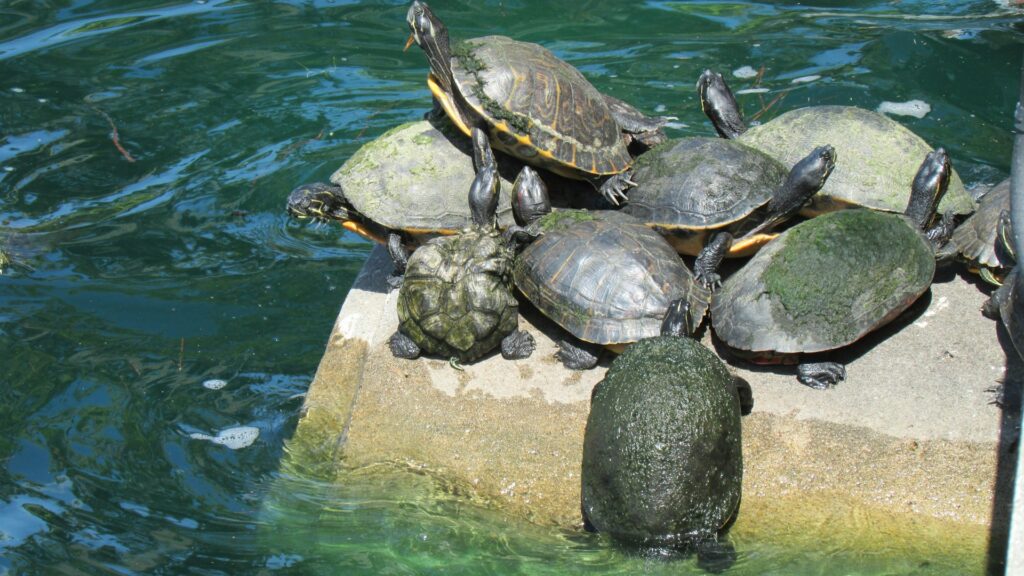 A group of turtles sunbathing on a rocky ledge, surrounded by water, showcasing their textured shells and calm demeanor.