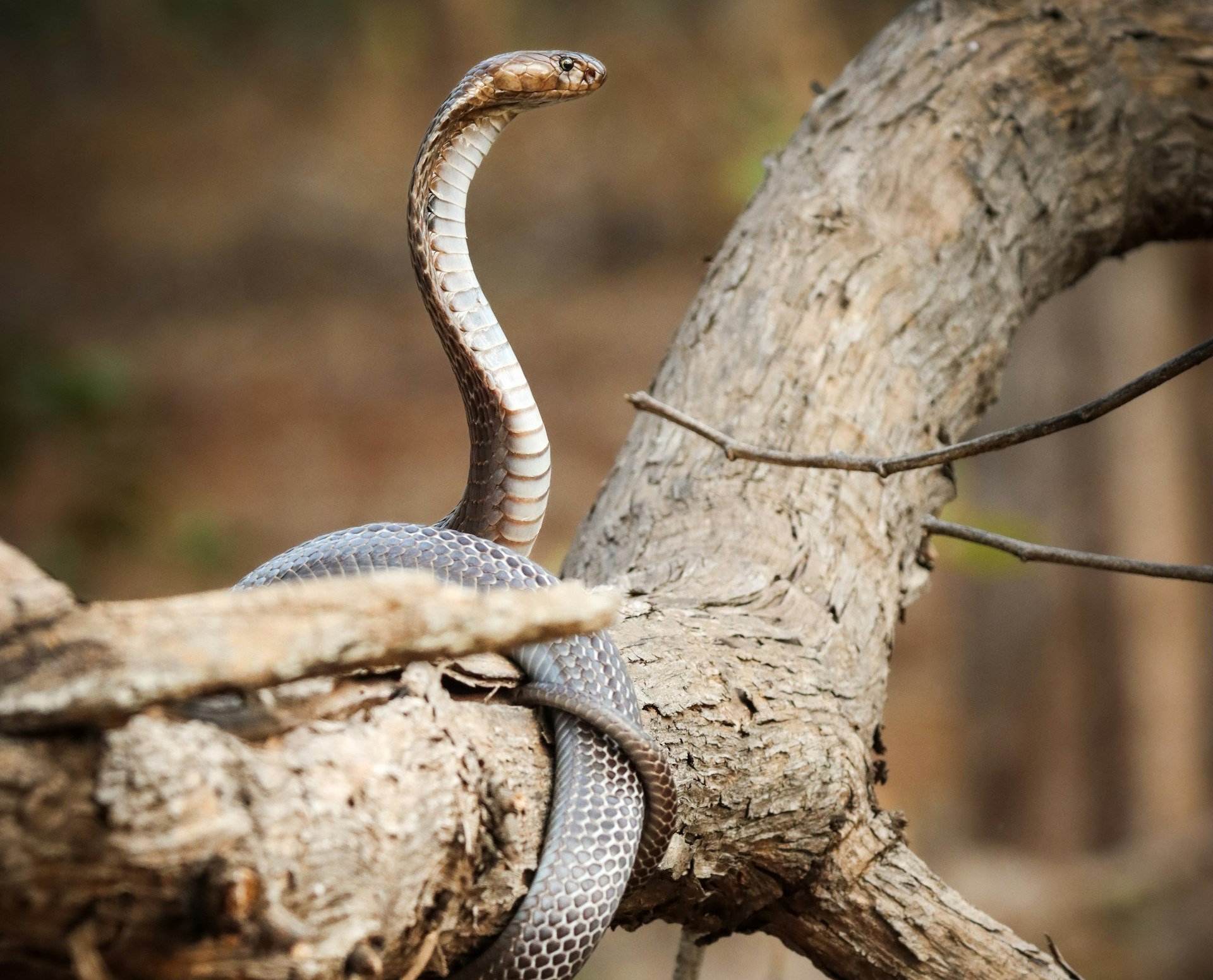 The Deadliest Snakes in The World Which Species Top the List