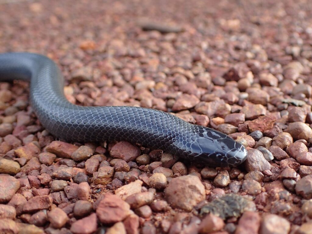 A black snake resting on the ground among scattered red rocks, blending into the natural landscape.