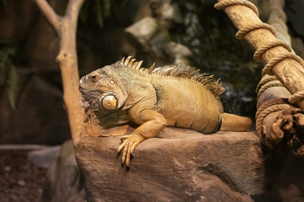 A green iguana resting on a rock in a zoo habitat, blending with its surroundings while enjoying the warm sunlight.