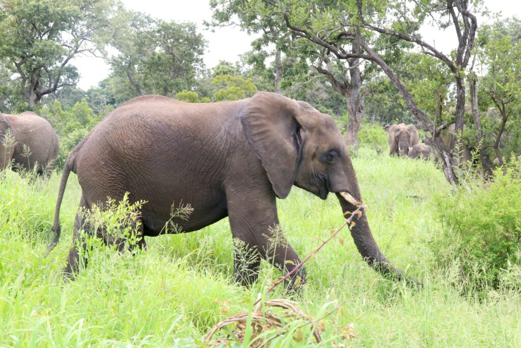 A herd of elephants gracefully walks through a lush green field under a clear blue sky.
