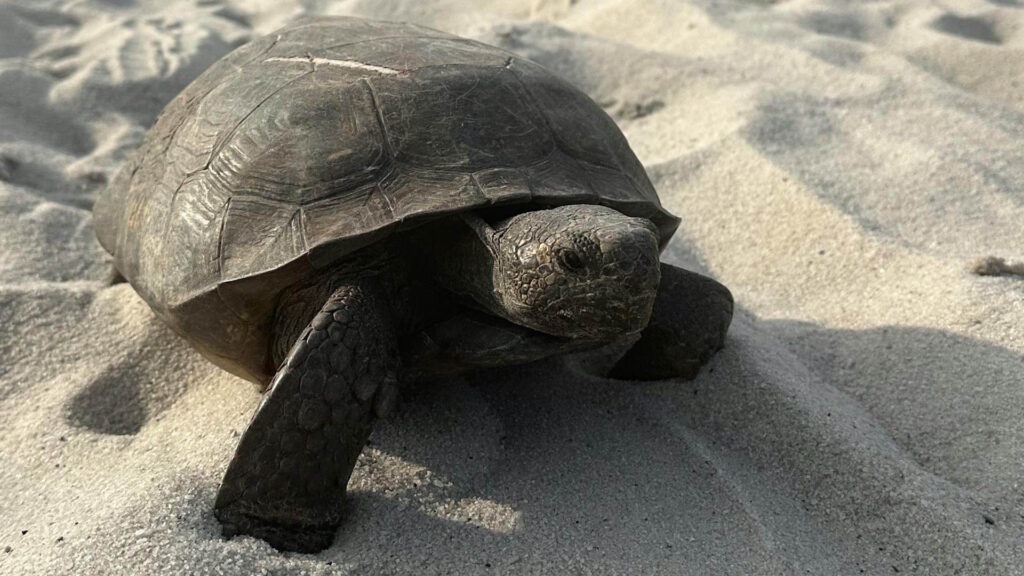 Gopher tortoise basking on a sunny Naples beach, a serene natural scene.