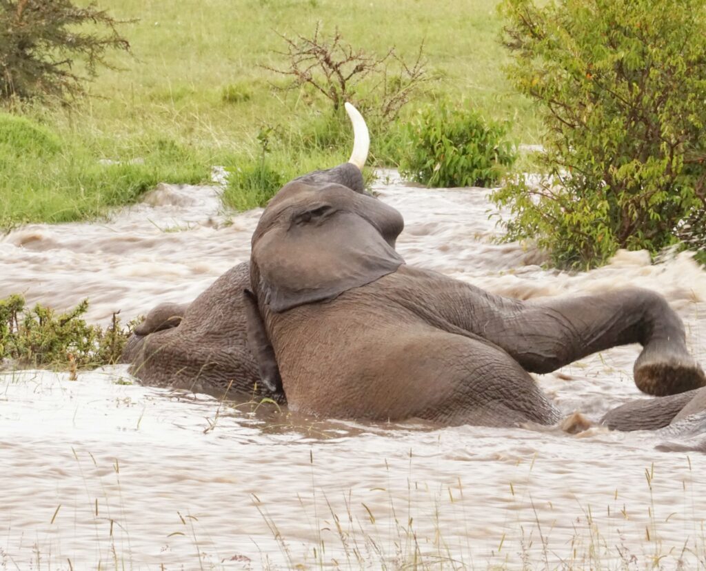 A majestic elephant splashing in water, with droplets glistening in the sunlight and vibrant foliage framing the scene.