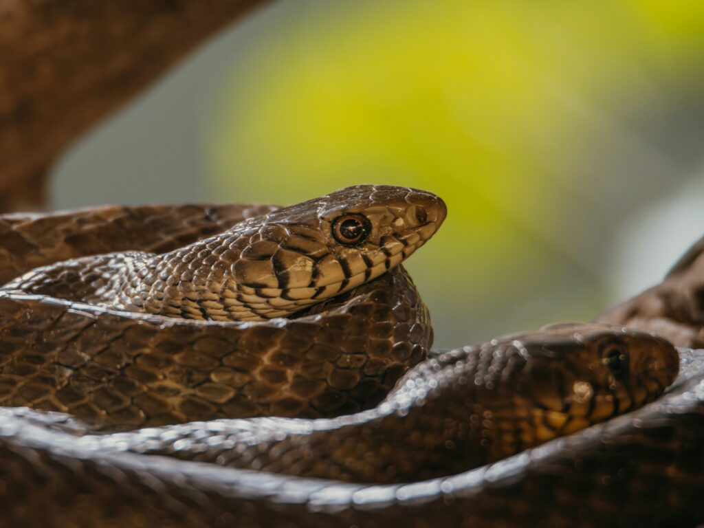 A snake is coiled on a branch, blending into the surrounding foliage with its scales glistening in the sunlight.