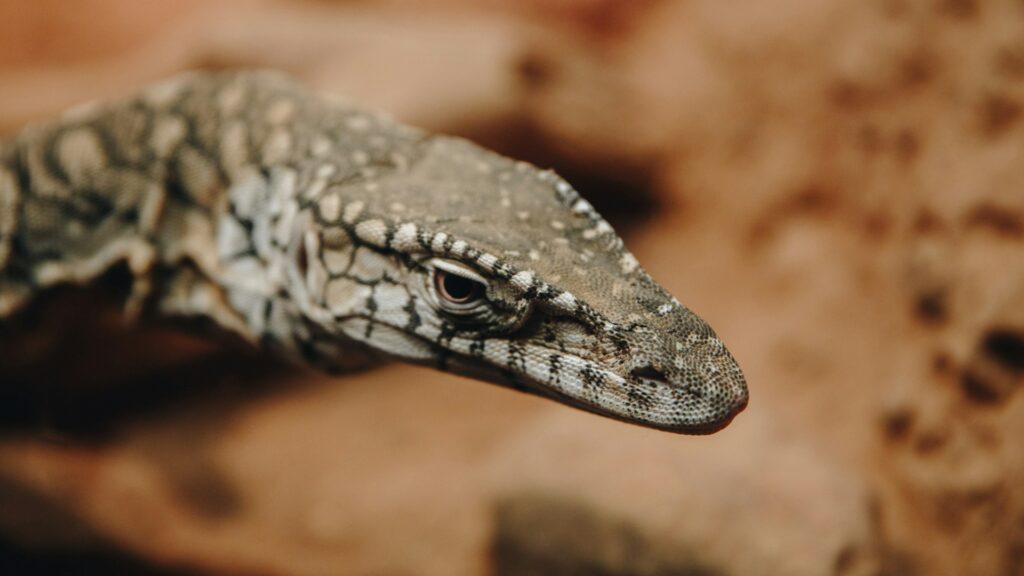 Detailed view of a lizard's head, highlighting its vibrant scales and keen gaze, emphasizing its unique features.