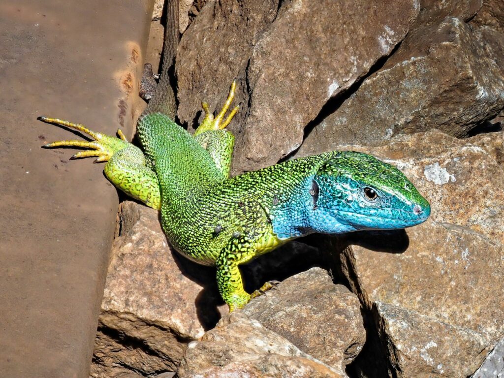 A vibrant green lizard adorned with striking blue and yellow stripes, showcasing its unique and colorful appearance.