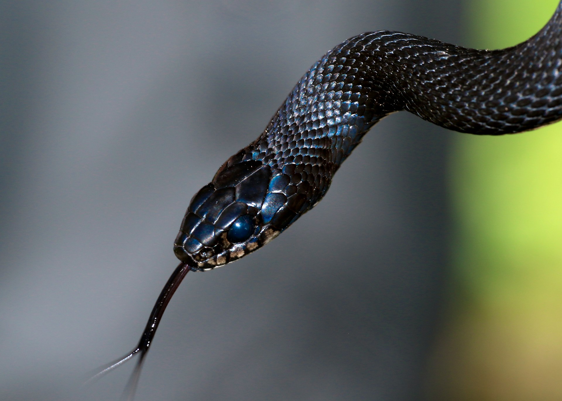 Detailed view of a snake with a long, flickering tongue, highlighting its textured skin and vibrant colors.