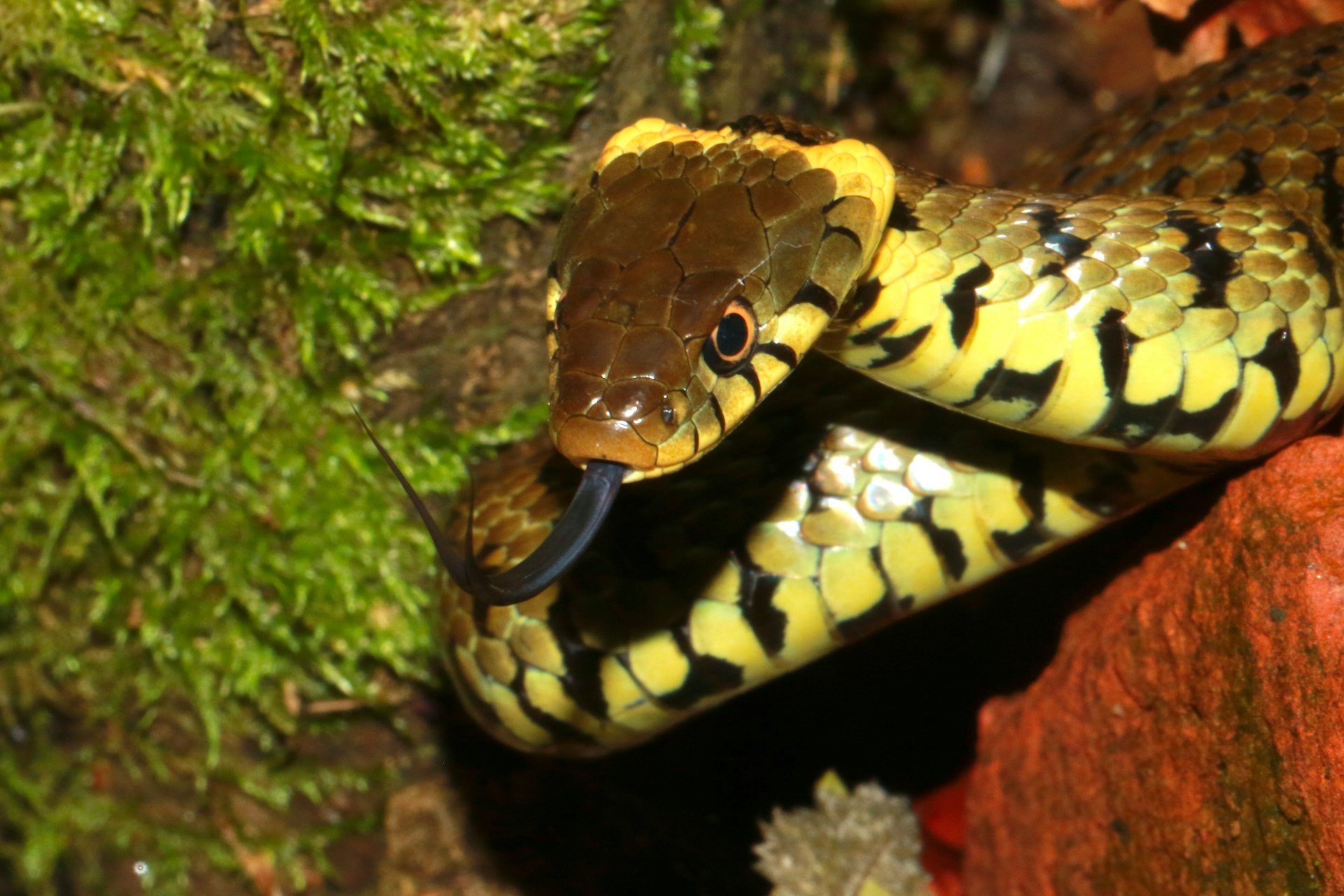 How to Identify the Most Dangerous Reptiles Before It’s Too Late