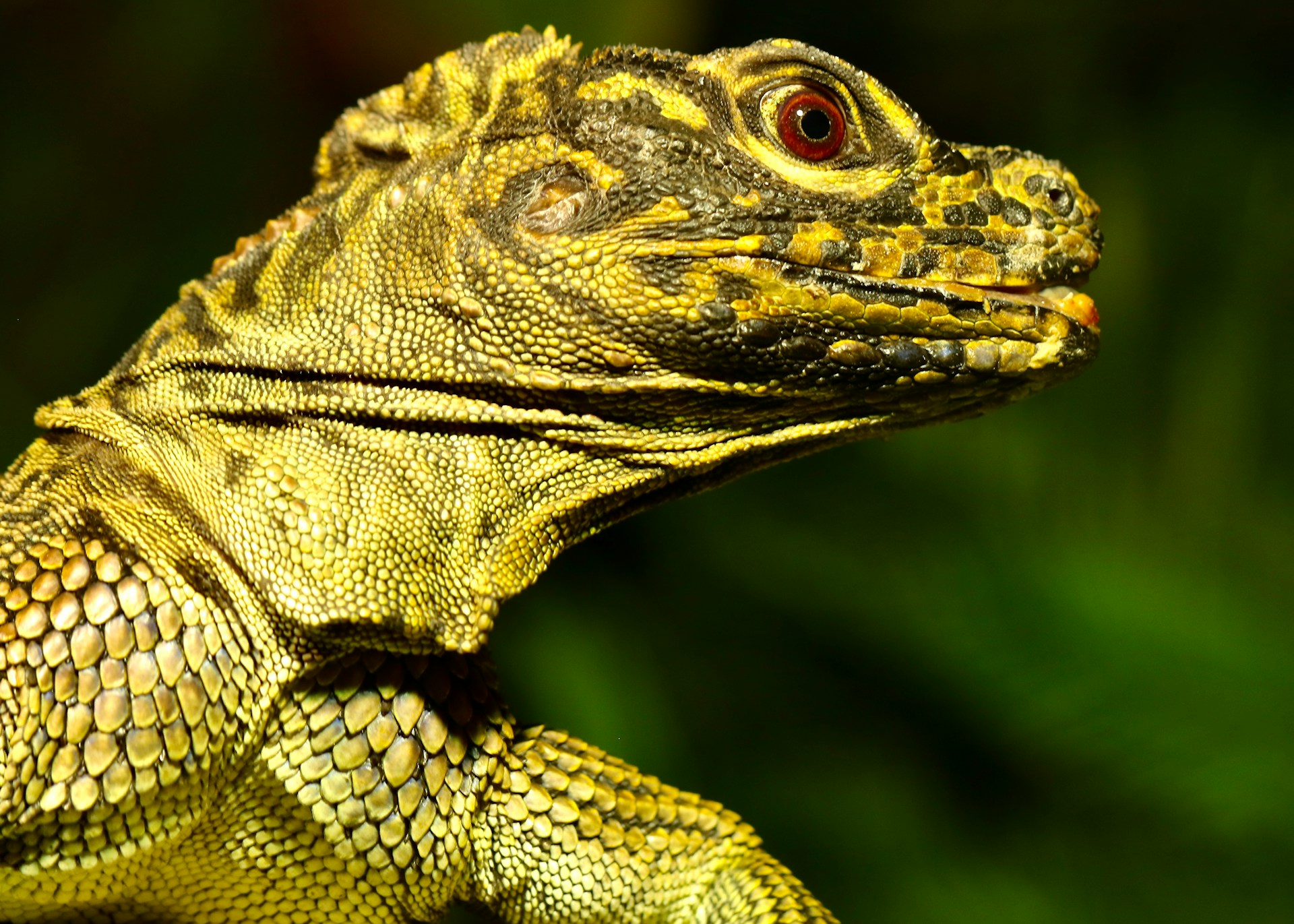 A detailed view of a lizard's head turned sideways, highlighting its scales and keen eyes.
