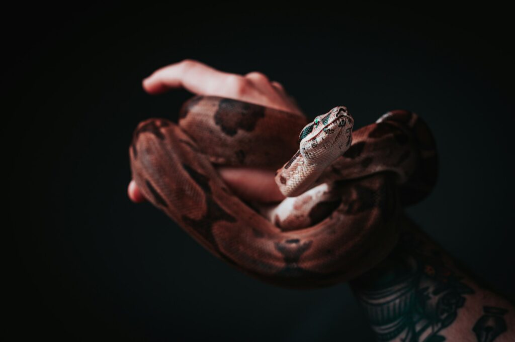A person confidently holds a snake against a stark black background, showcasing the unique bond between human and reptile.