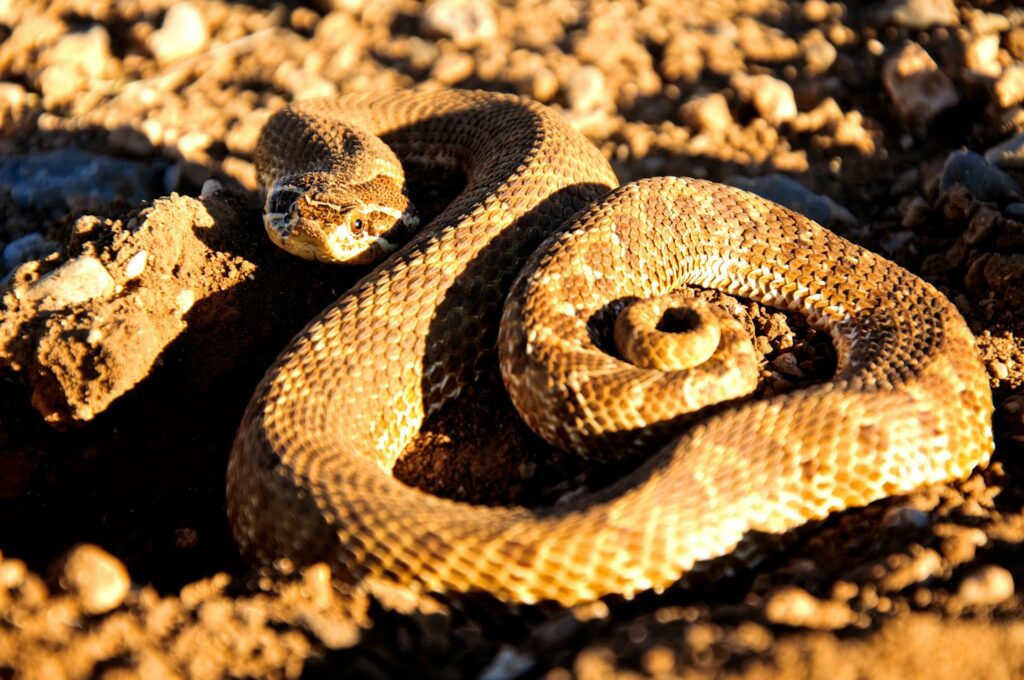A curled rattlesnake resting in the dirt, showcasing its distinctive scales and rattle.