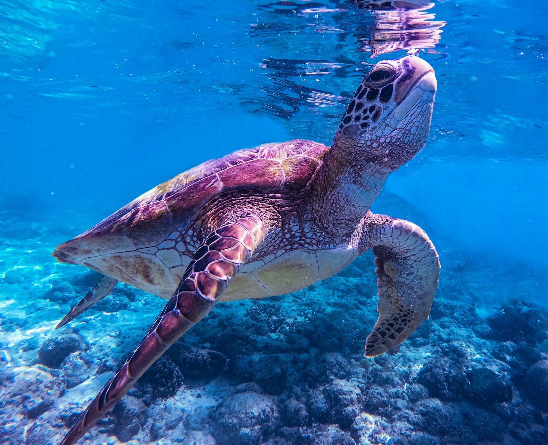 The Best Tank Size for Different Turtle Species