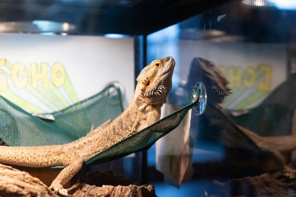 A bearded dragon lounging on a log in a glass terrarium, surrounded by decorative plants and substrate.