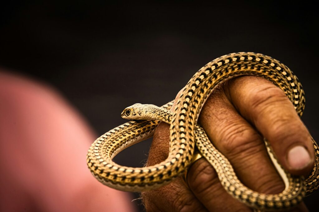 A man confidently holds a snake in his hand, showcasing a unique bond between human and reptile.