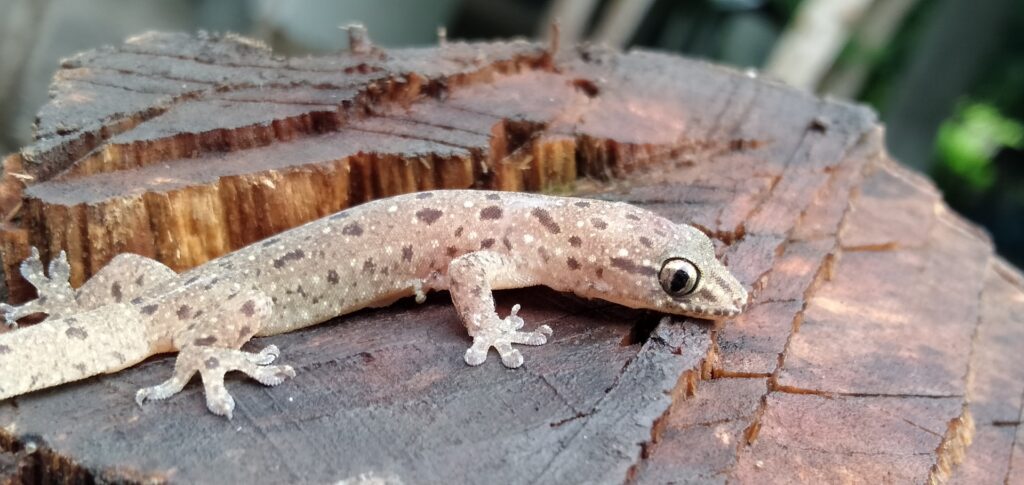 A gecko sitting atop a rustic piece of wood, highlighting its unique markings and vibrant hues.