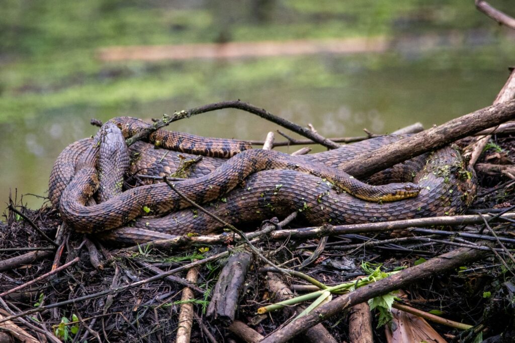 A sizable snake lies on a stack of twigs, showcasing its scales against the earthy tones of the sticks beneath it.
