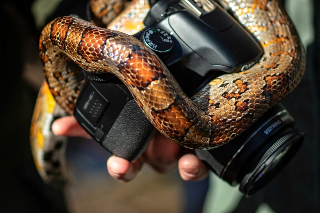 A snake gripping a camera, poised to capture its surroundings with a curious gaze.
