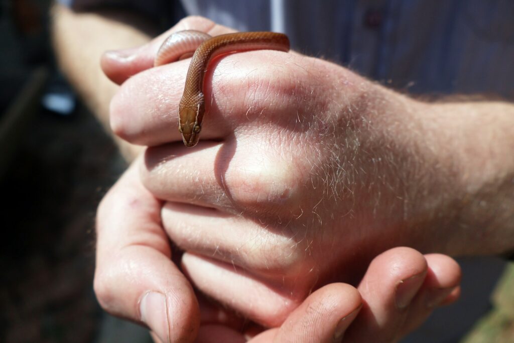 A man gently holds a small snake in his hand, showcasing its slender body and unique patterns.