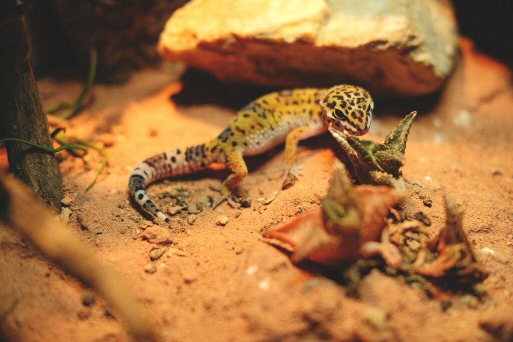 A small lizard resting on the ground inside its enclosure, blending with the natural substrate.