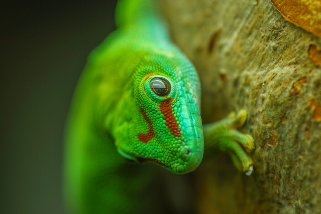 A green gecko with bright red eyes rests on a tree, showcasing its vivid colors against the natural wood backdrop.