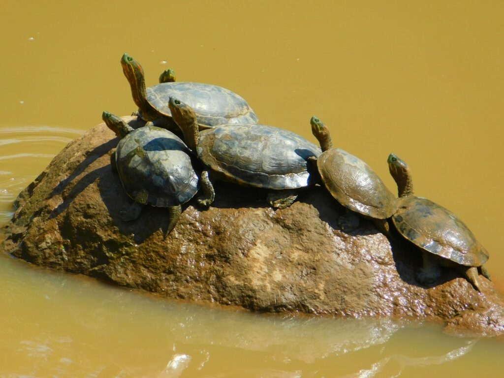 A group of turtles basking on a rock, surrounded by calm water, enjoying a sunny day in their natural habitat.
