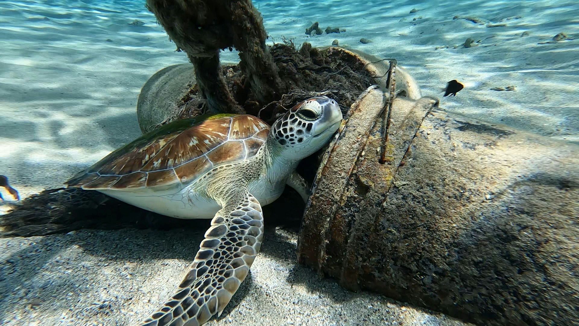 A turtle rests on the edge of a pipe, showcasing its textured shell against the industrial background.