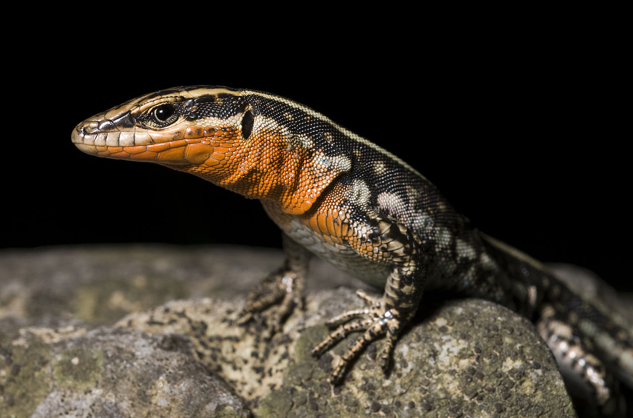 The Most Aggressive Lizard Species – Handle With Care