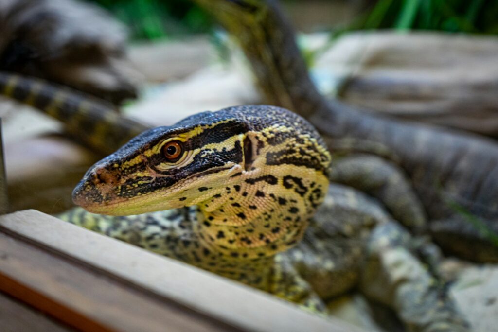 A large lizard rests inside a glass enclosure, showcasing its vibrant scales and calm demeanor.
