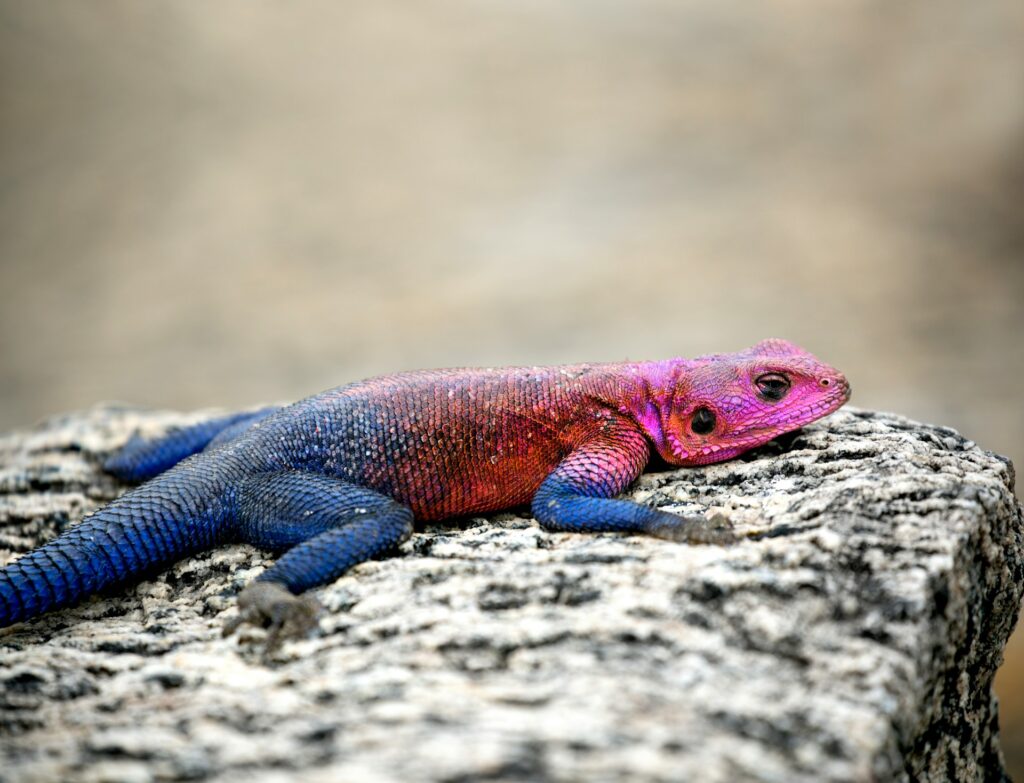 A vibrant lizard perched on a rock, showcasing its colorful scales against a natural backdrop.