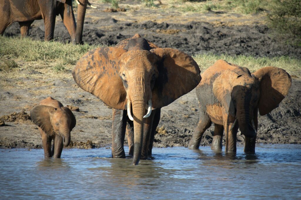 A herd of elephants wades in shallow water, their large bodies reflecting in the calm surface under a clear sky.