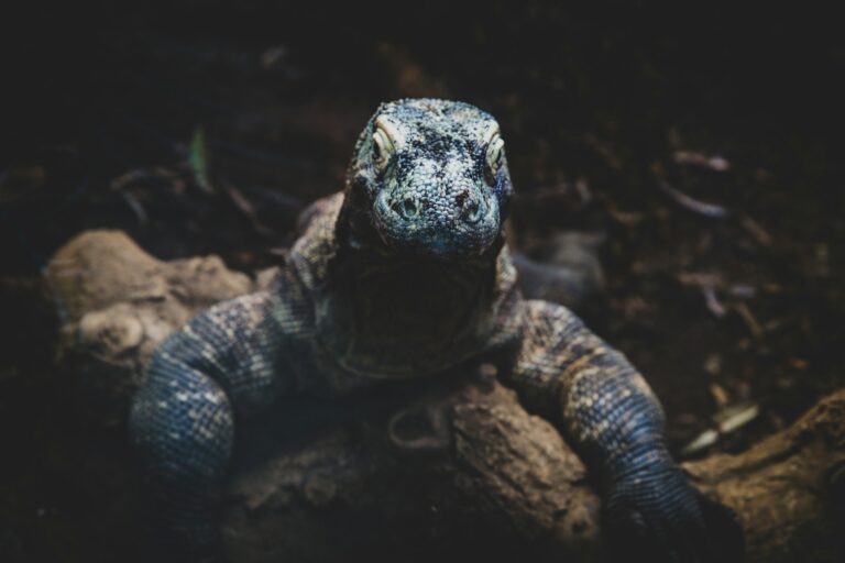 The Largest Lizard Ever Recorded A True Giant – Reptilekingz