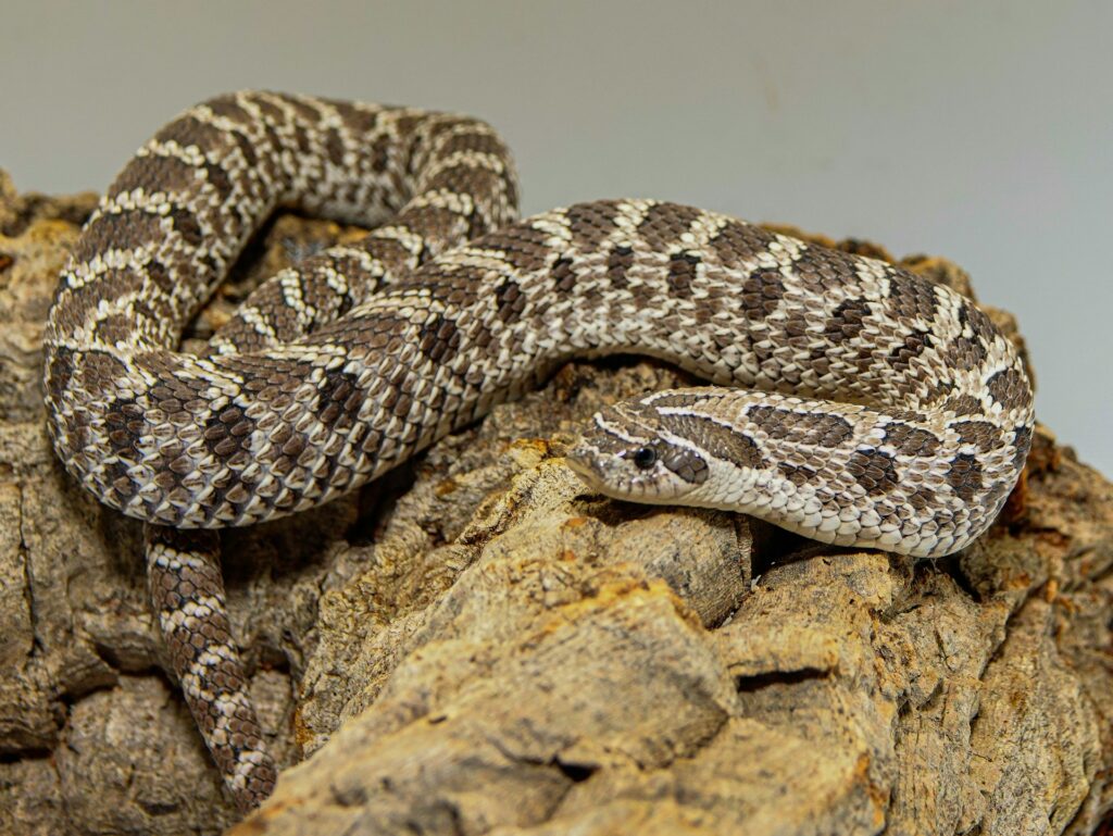 A snake rests on a rock, blending into its natural surroundings under soft sunlight.