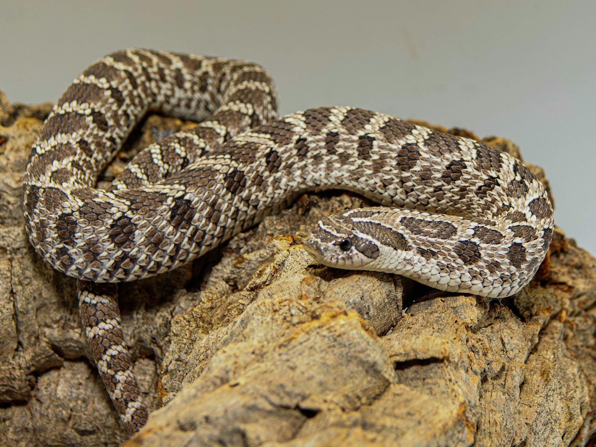 Venomous Snake Breeding How It’s Done in Captivity