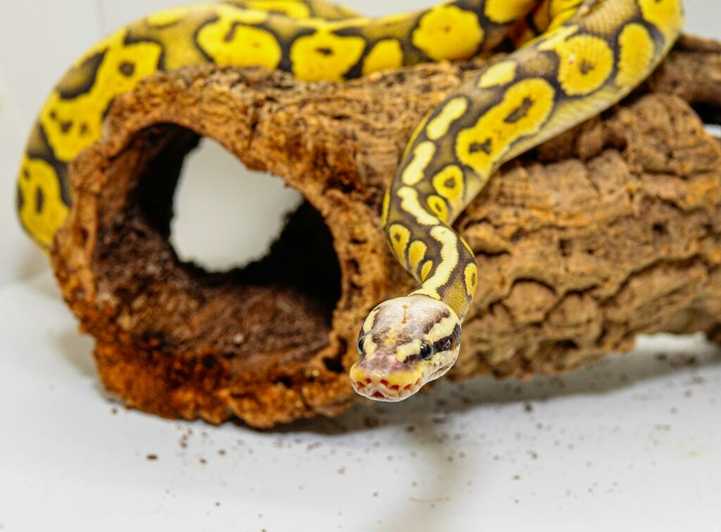 A yellow and black snake resting on a log, showcasing its vibrant colors against the natural wood texture.