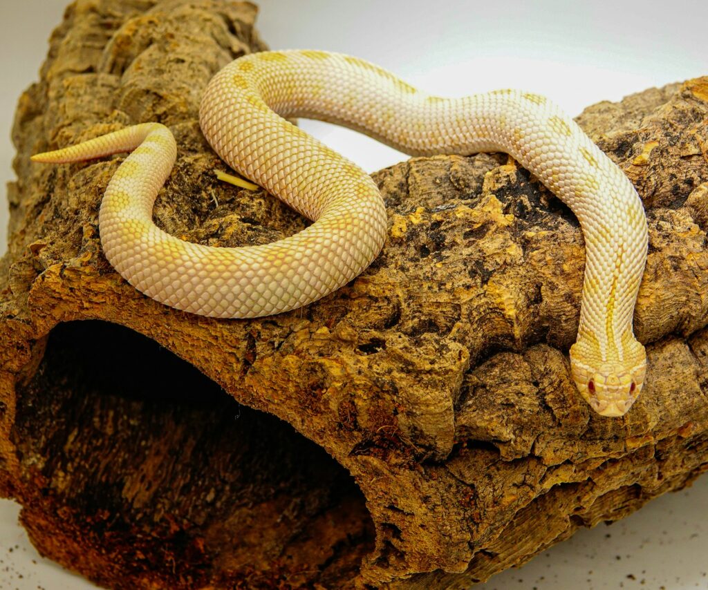 A white snake is positioned on a log, with dirt scattered on its surface, highlighting its natural habitat.
