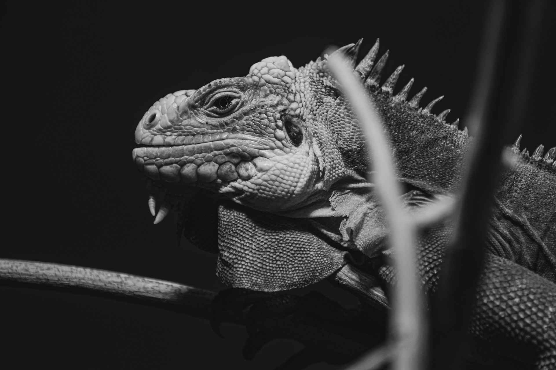 The Reptiles That Have Already Gone Extinct in the 21st Century