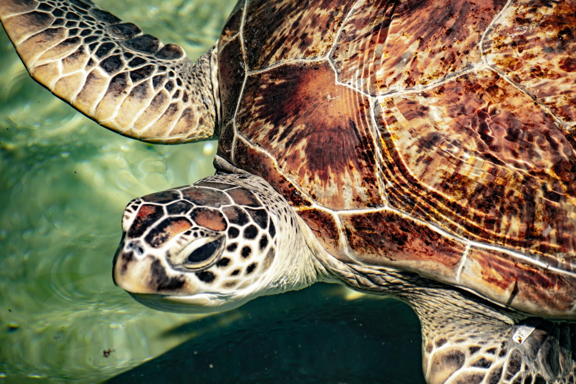 The Most Expensive Turtle Ever Sold in the Pet Trade